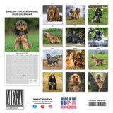 English Cocker Spaniel Wall Calendar 2026