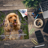 English Cocker Spaniel Wall Calendar 2026
