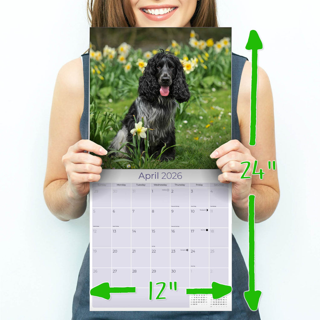 English Cocker Spaniel Wall Calendar 2026