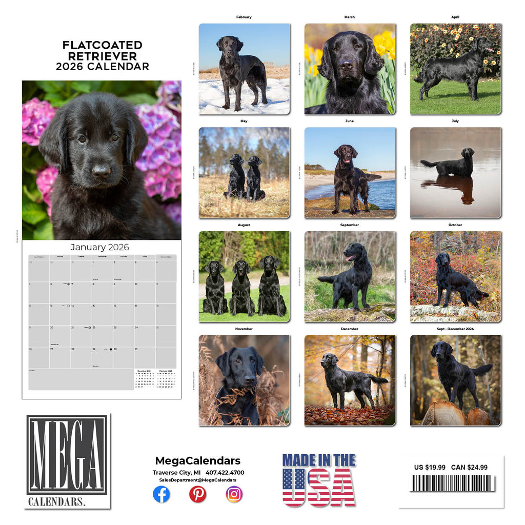 Flatcoated Retriever Wall Calendar 2026