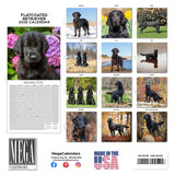 Flatcoated Retriever Wall Calendar 2026