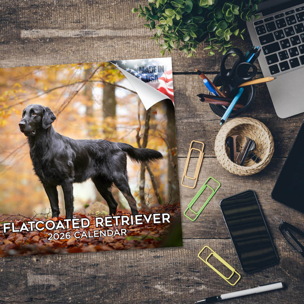 Flatcoated Retriever Wall Calendar 2026