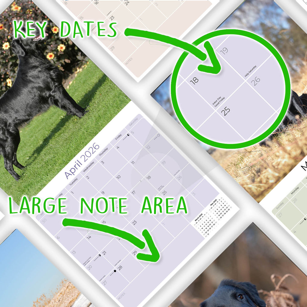 Flatcoated Retriever Wall Calendar 2026