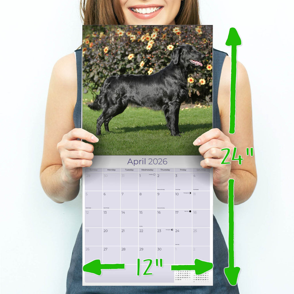 Flatcoated Retriever Wall Calendar 2026
