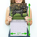 Flatcoated Retriever Wall Calendar 2026
