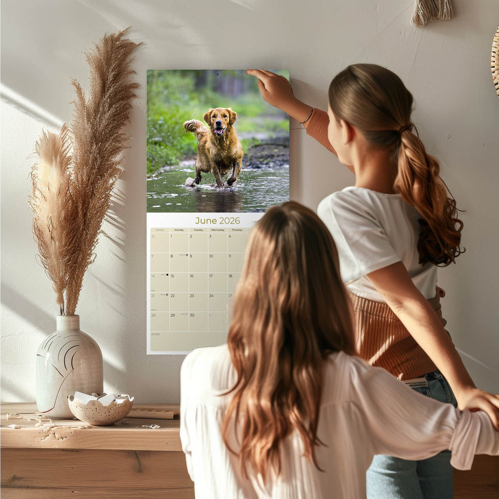 Golden Retriever Wall Calendar 2026