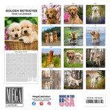 Golden Retriever Wall Calendar 2026