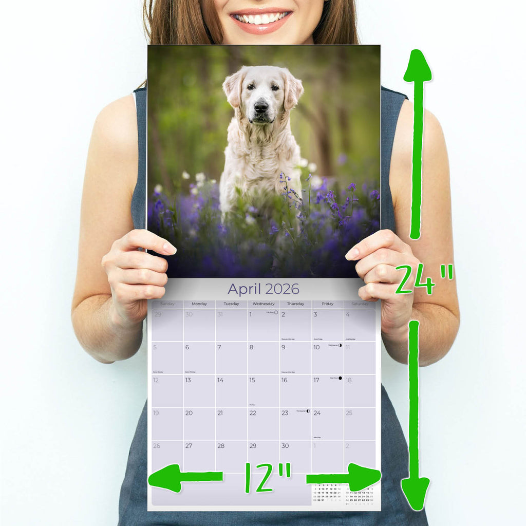 Golden Retriever Wall Calendar 2026