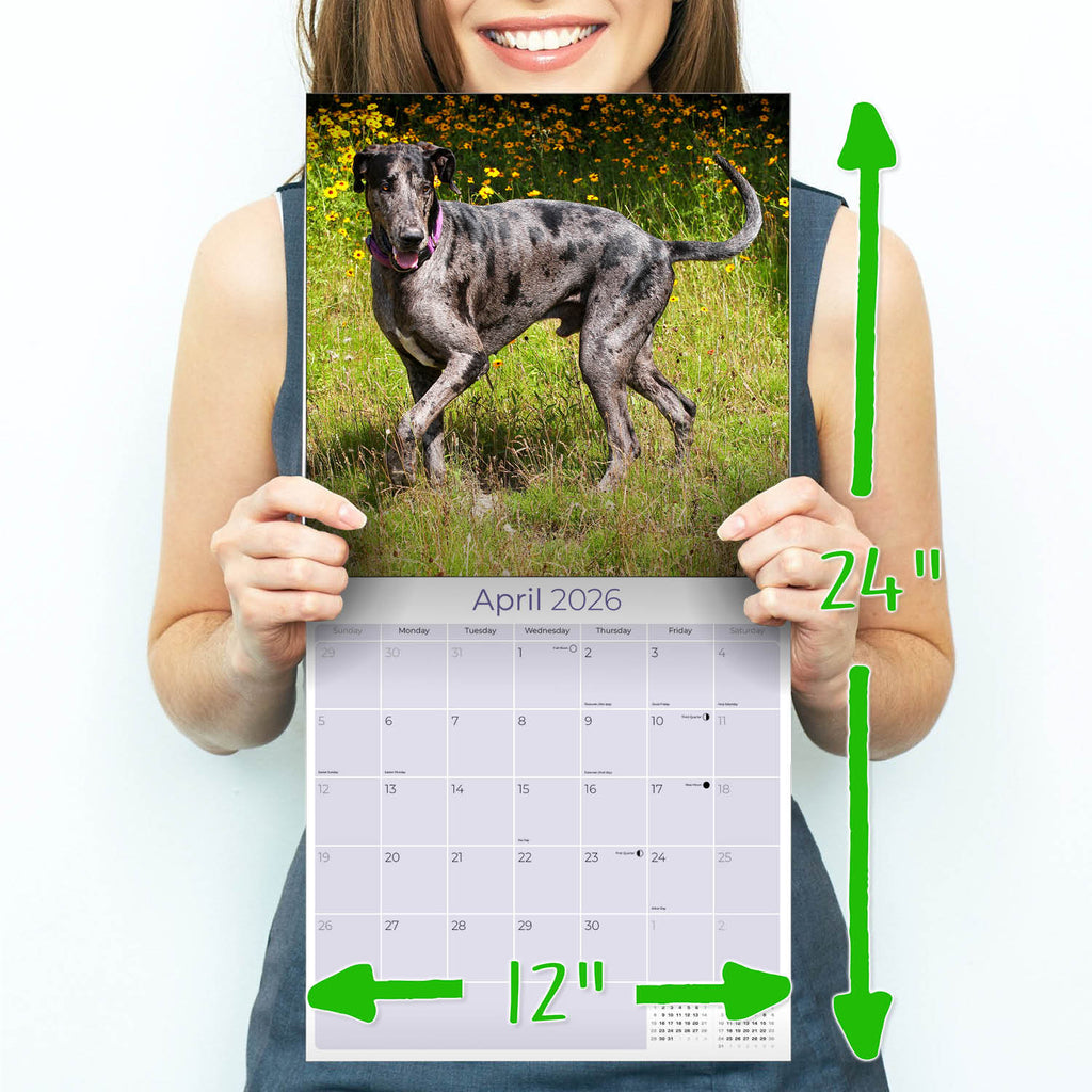 Great Dane Wall Calendar 2026