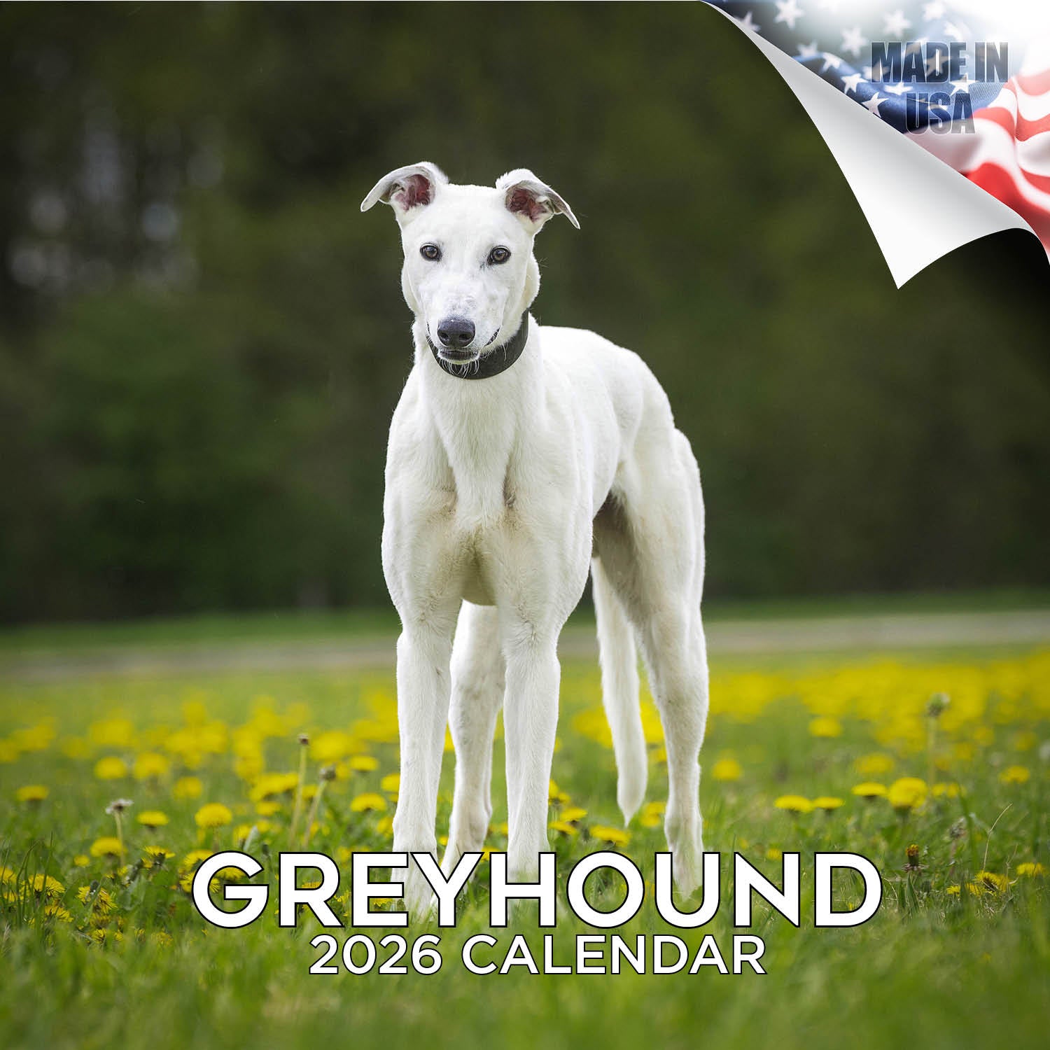 Greyhound Wall Calendar 2026
