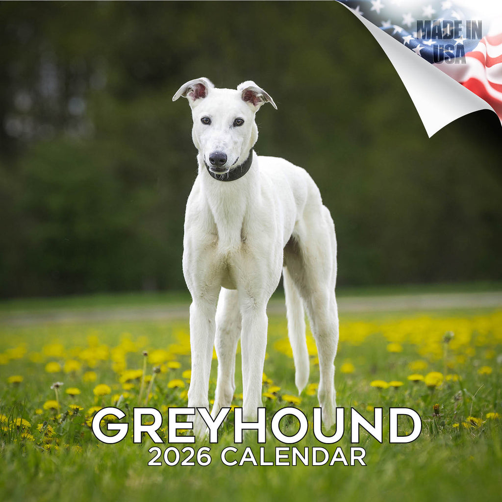 Greyhound Wall Calendar 2026