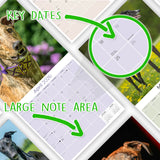 Greyhound Wall Calendar 2026