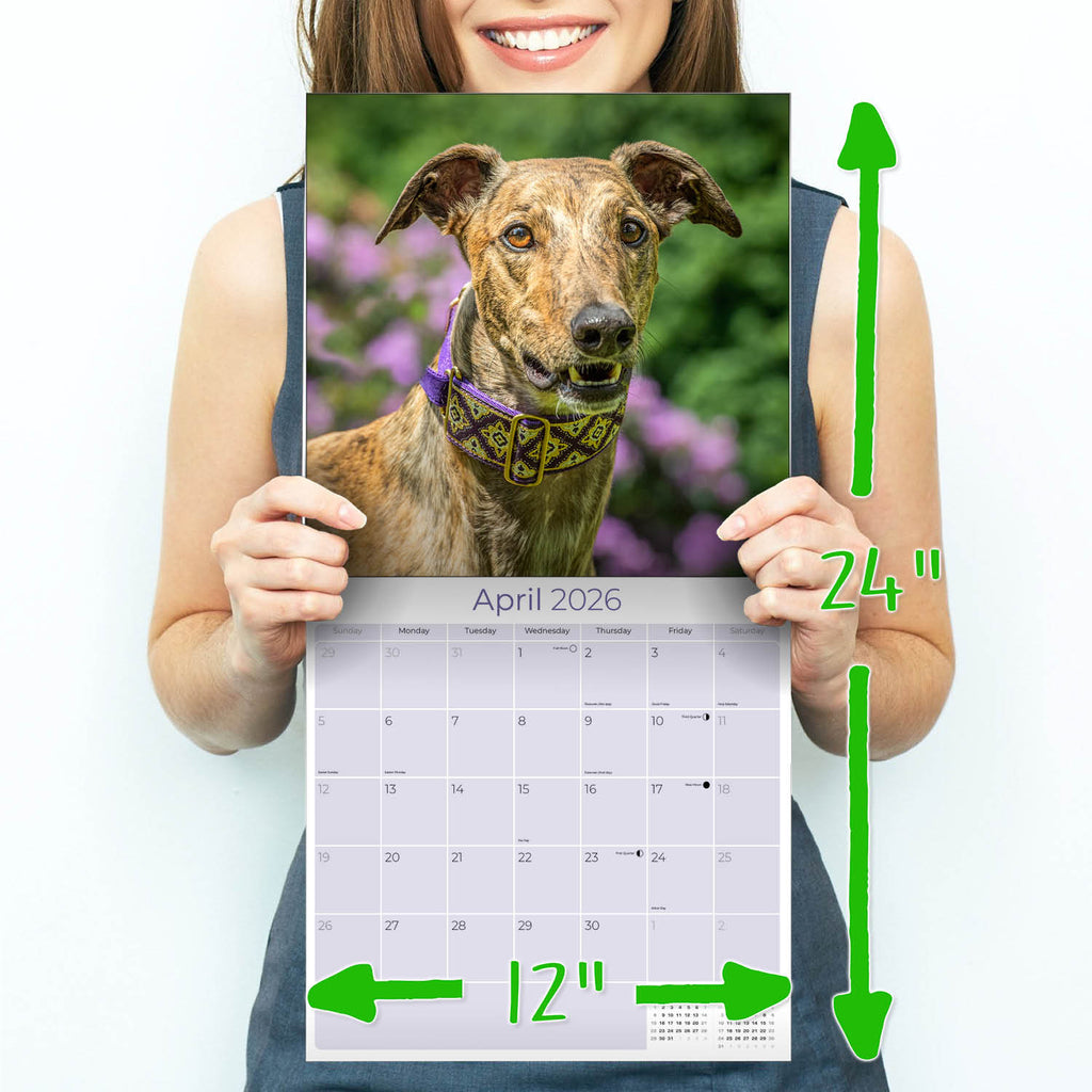 Greyhound Wall Calendar 2026