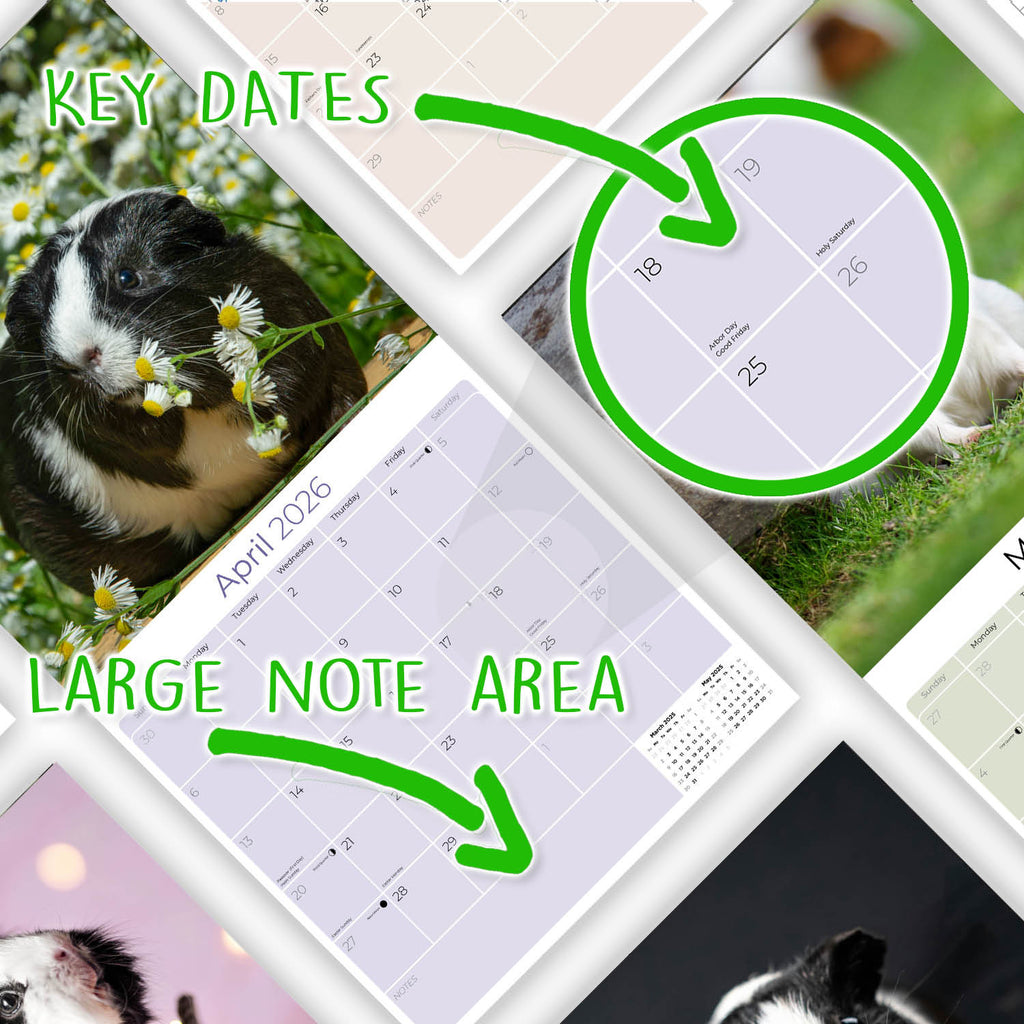 Guinea Pigs Wall Calendar 2026