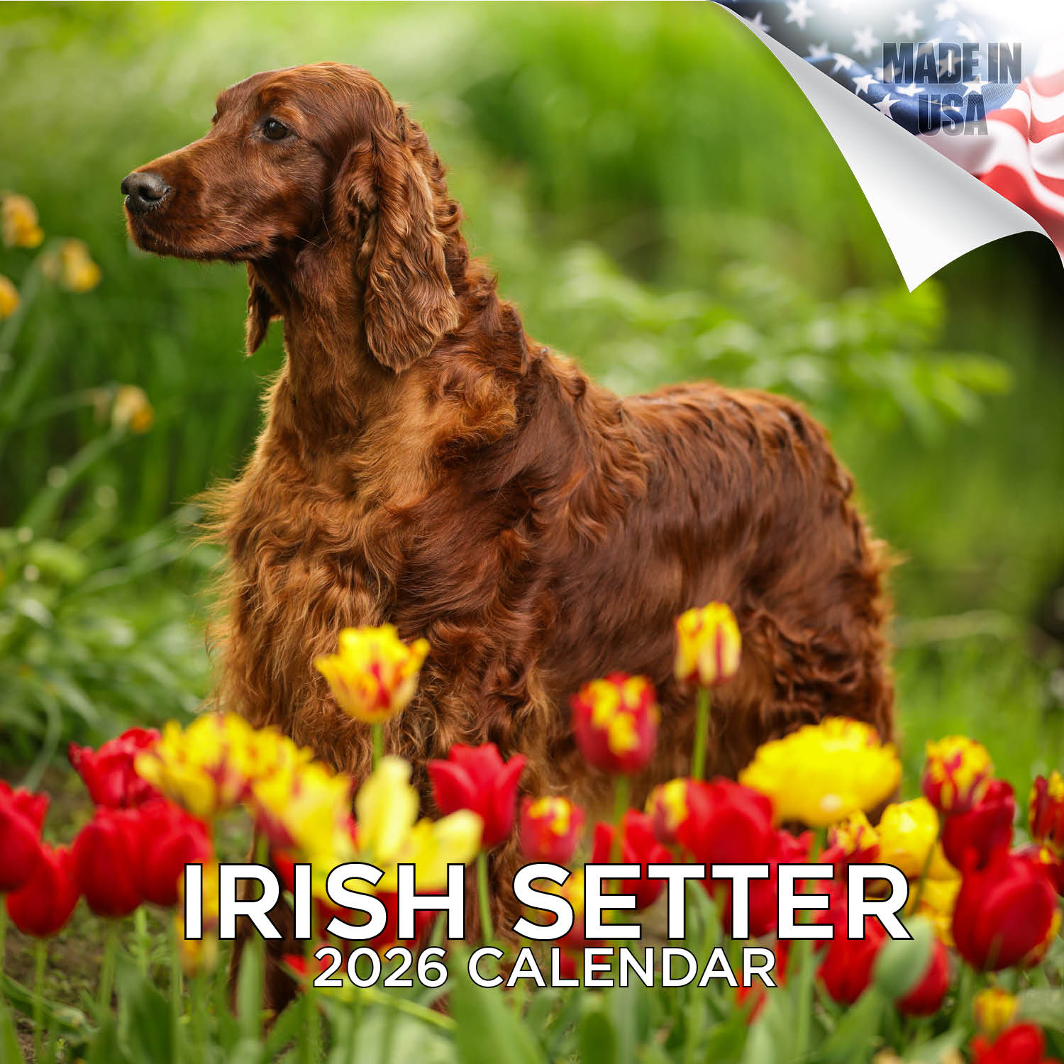 Irish Setter Wall Calendar 2026