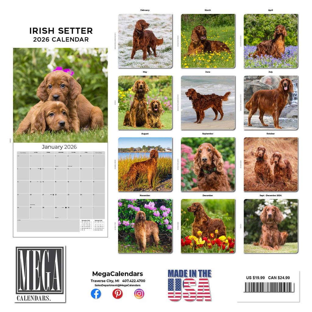 Irish Setter Wall Calendar 2026