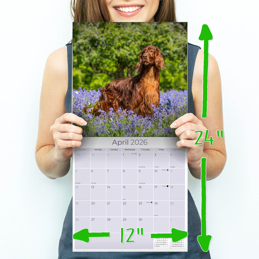 Irish Setter Wall Calendar 2026