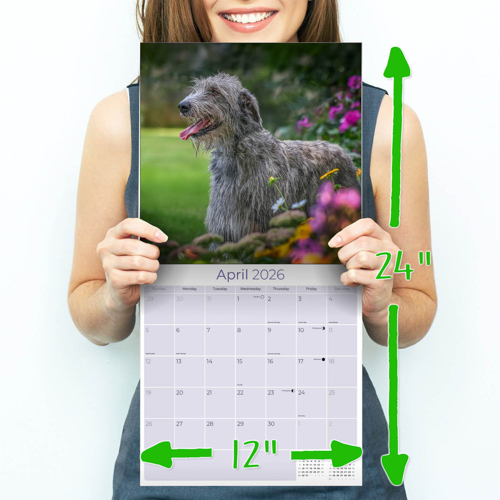 Irish Wolfhound Wall Calendar 2026