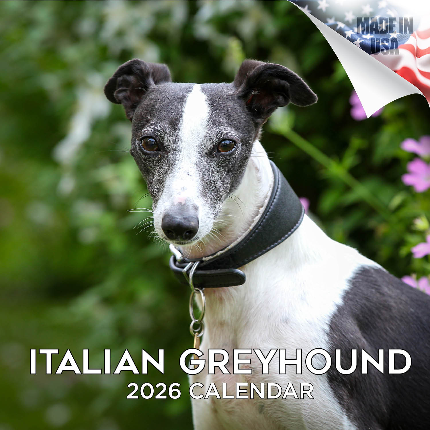 Italian Greyhound Wall Calendar 2026