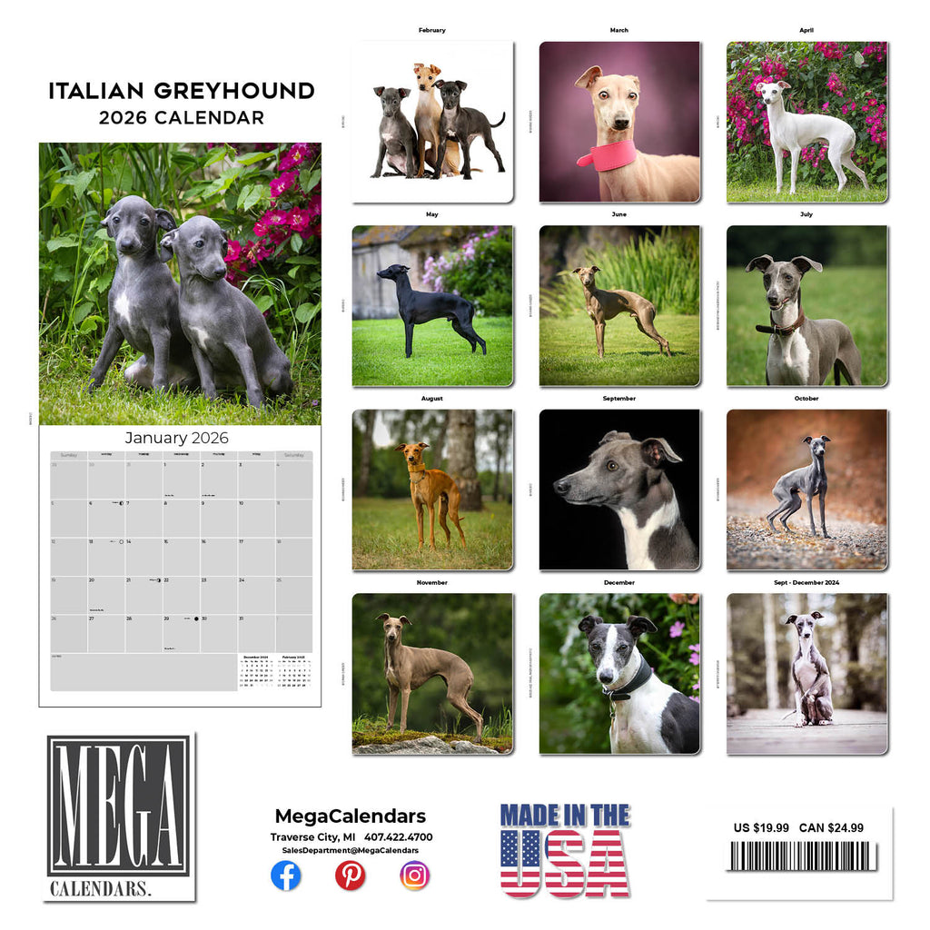 Italian Greyhound Wall Calendar 2026