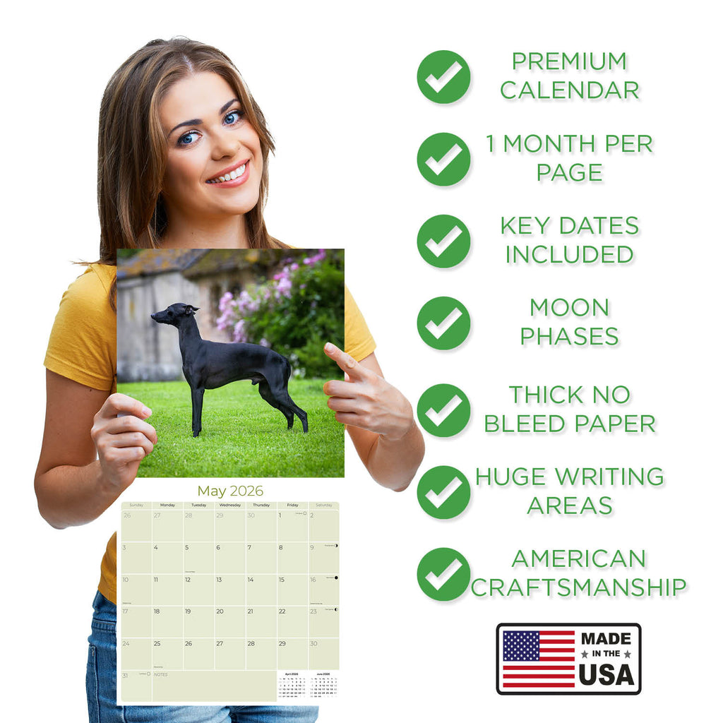 Italian Greyhound Wall Calendar 2026