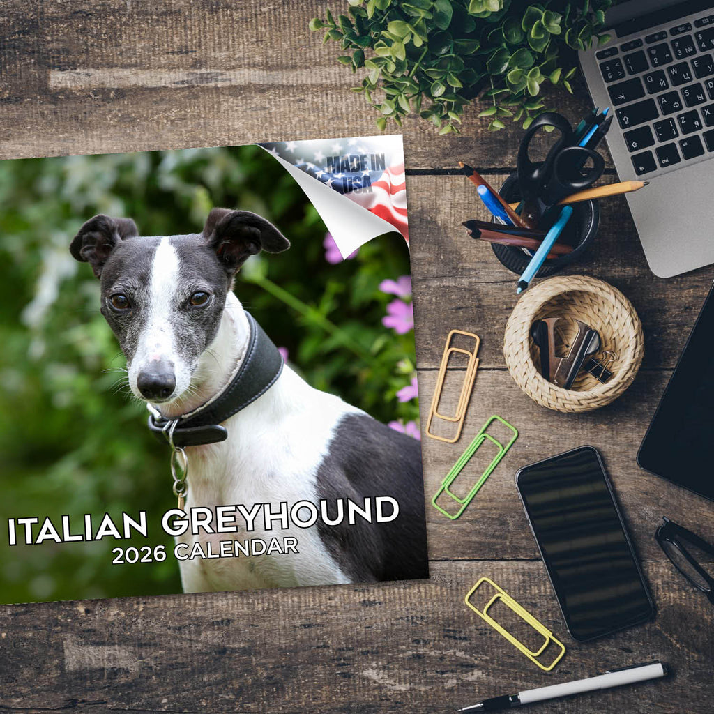 Italian Greyhound Wall Calendar 2026