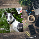 Italian Greyhound Wall Calendar 2026