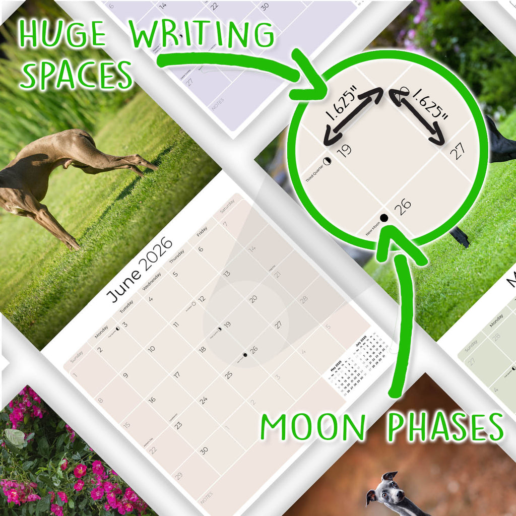 Italian Greyhound Wall Calendar 2026