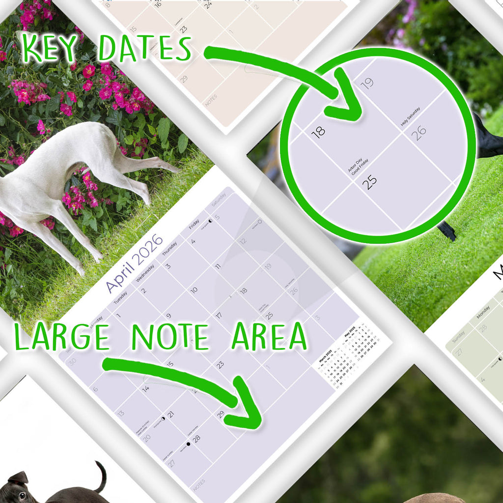 Italian Greyhound Wall Calendar 2026