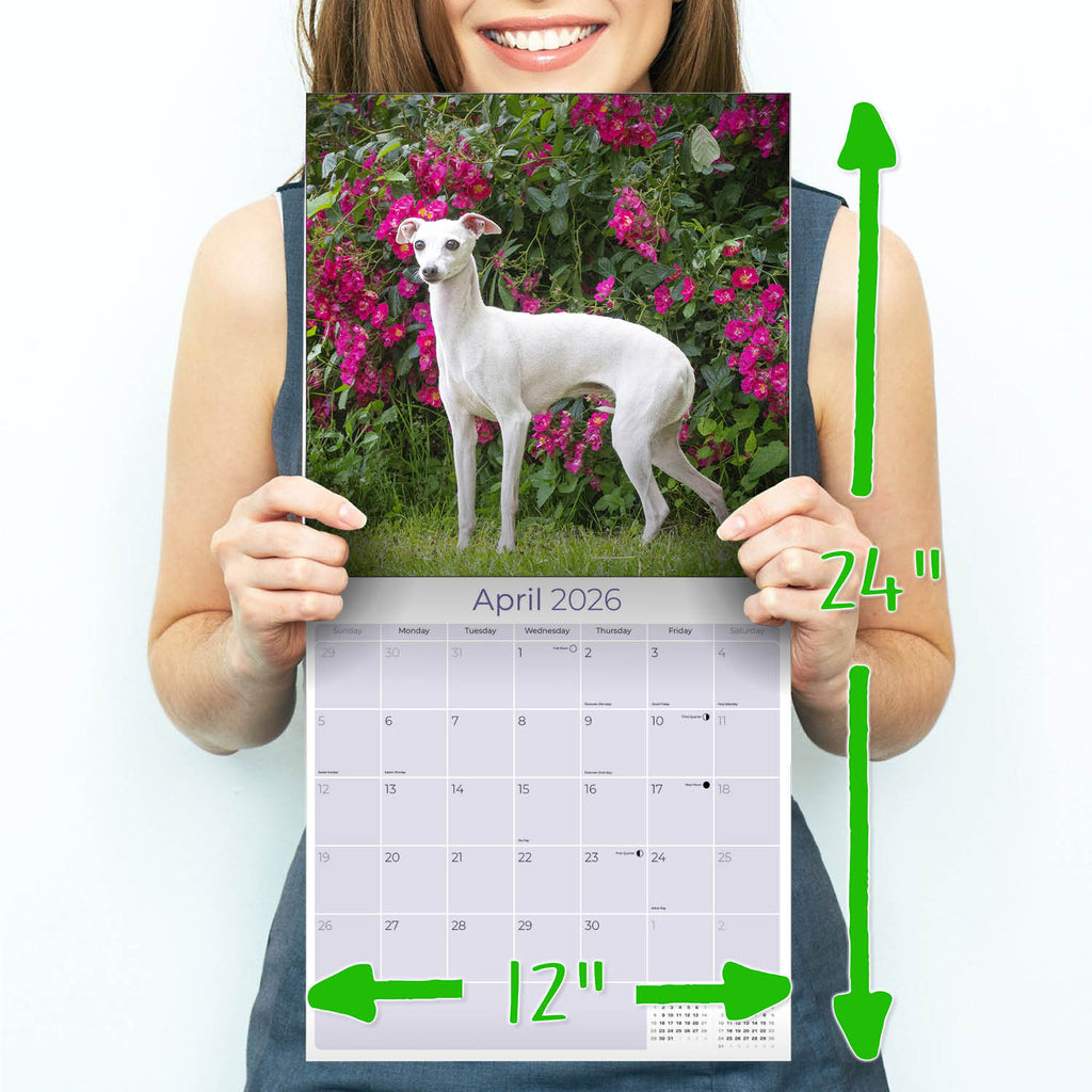 Italian Greyhound Wall Calendar 2026
