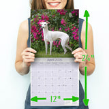 Italian Greyhound Wall Calendar 2026