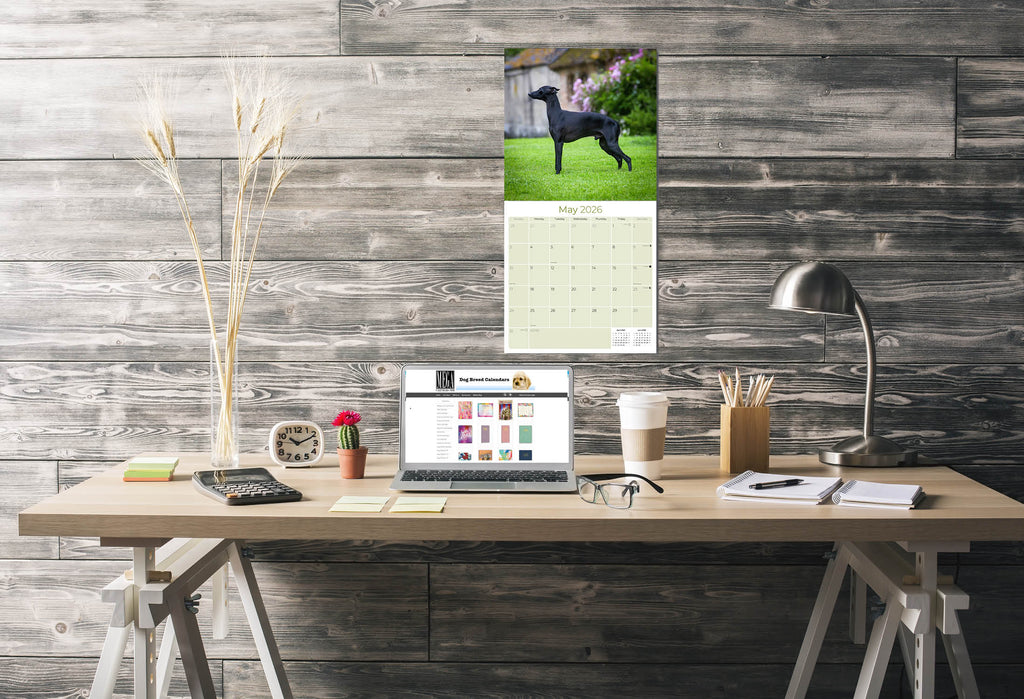 Italian Greyhound Wall Calendar 2026