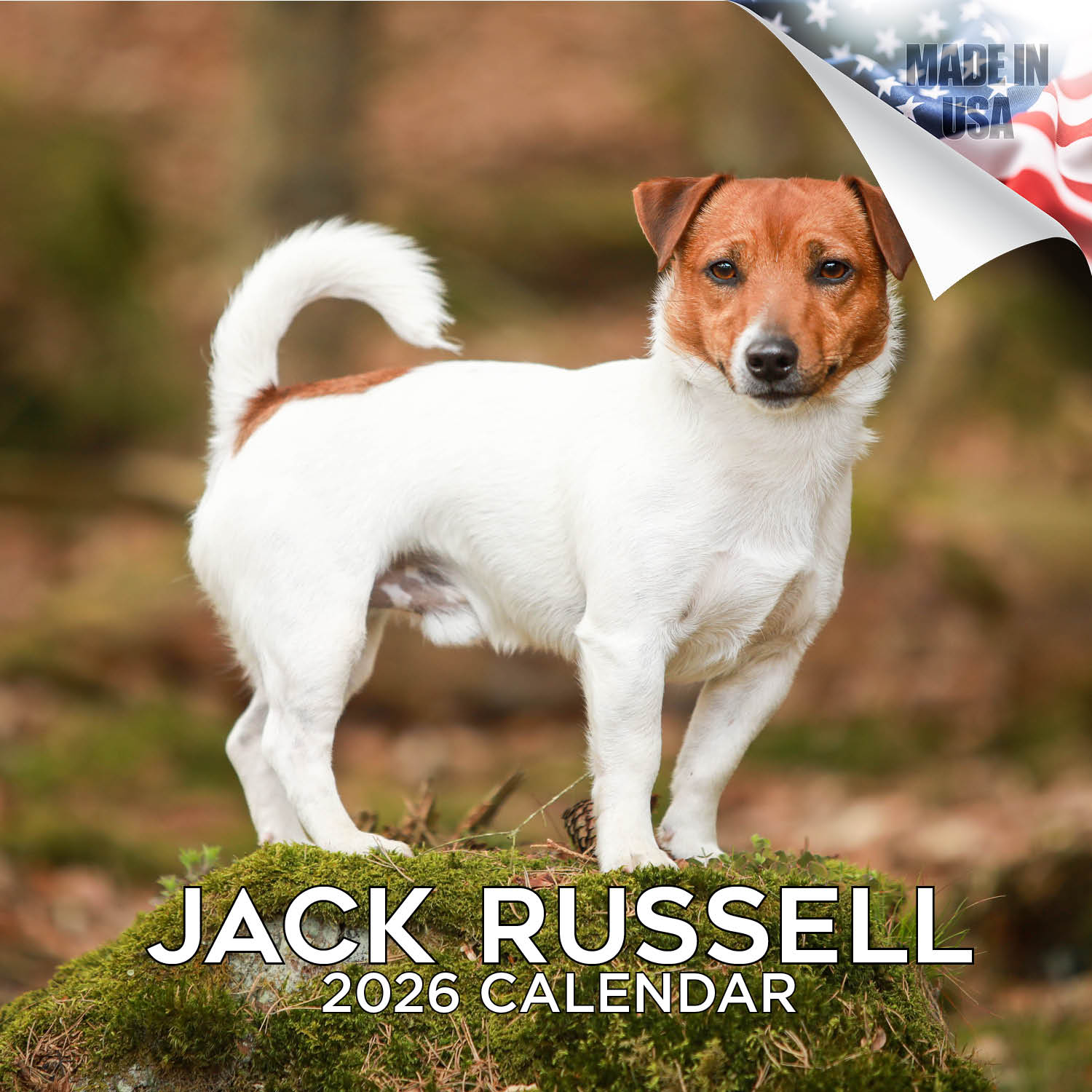 Jack Russell Wall Calendar 2026