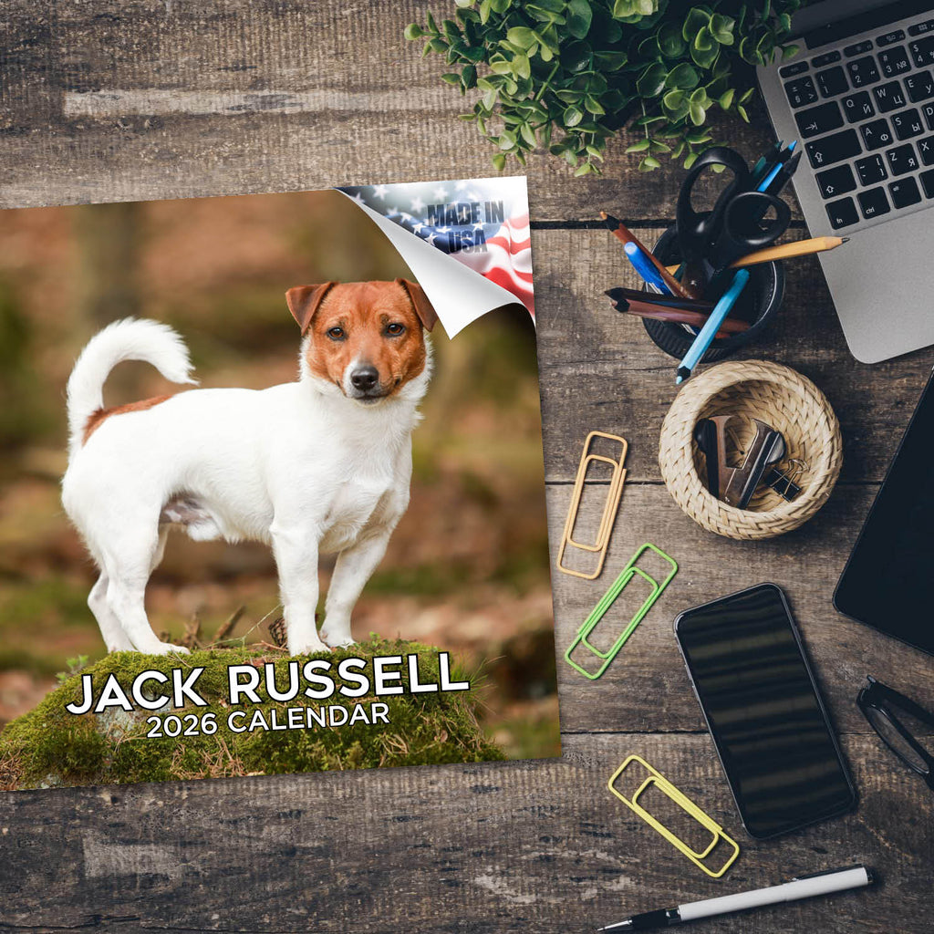 Jack Russell Wall Calendar 2026