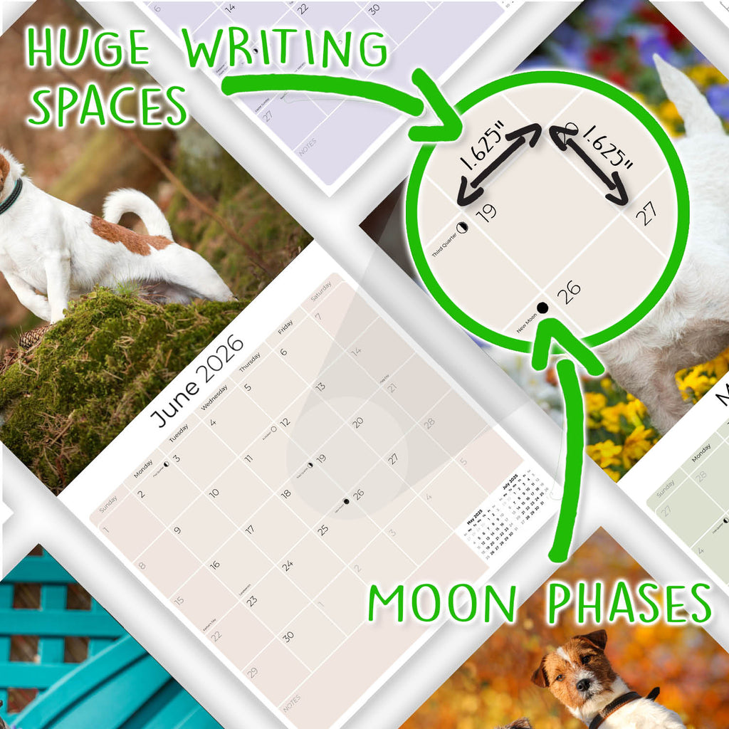 Jack Russell Wall Calendar 2026