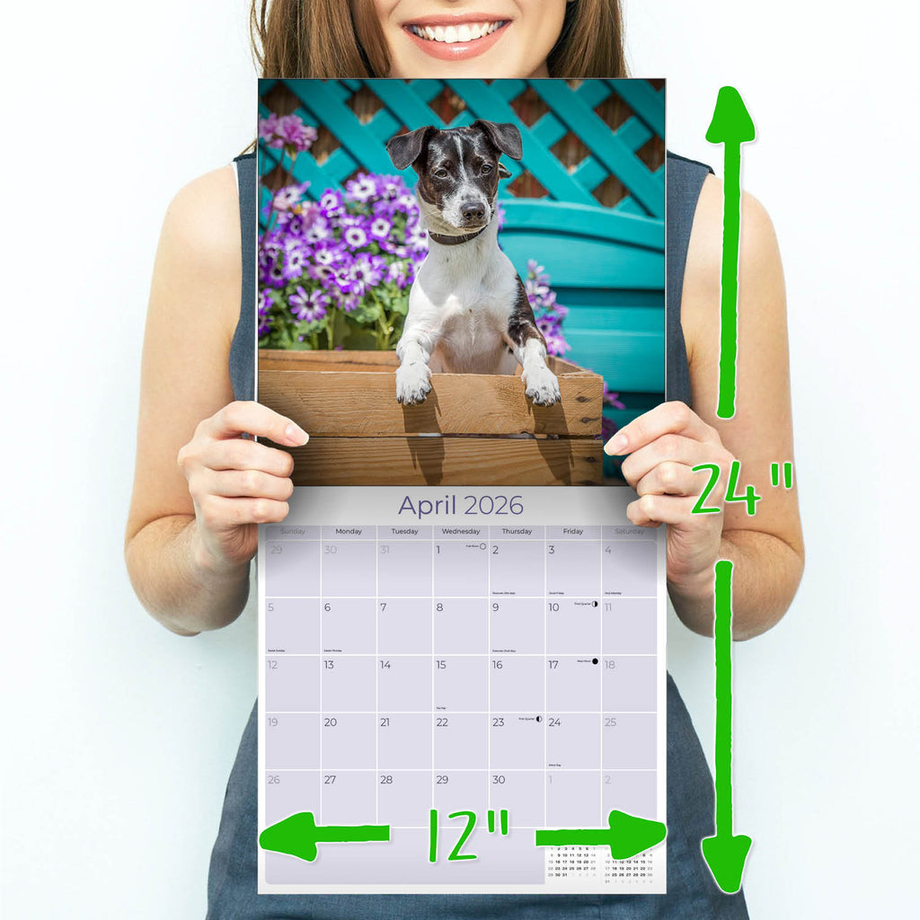 Jack Russell Wall Calendar 2026