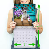 Jack Russell Wall Calendar 2026