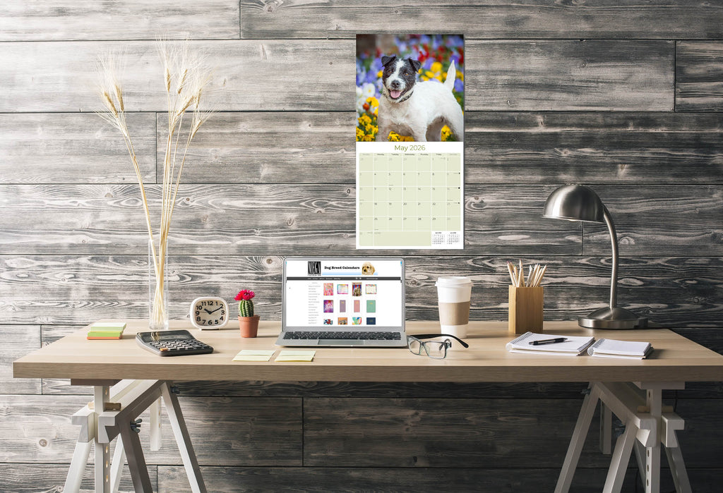 Jack Russell Wall Calendar 2026