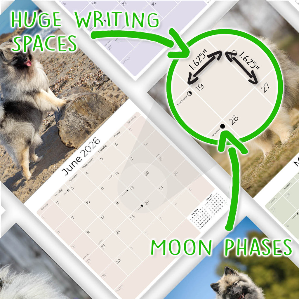 Keeshond Wall Calendar 2026