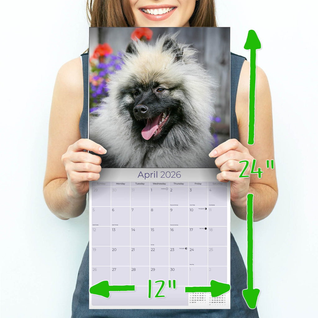 Keeshond Wall Calendar 2026