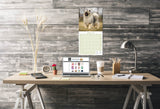 Keeshond Wall Calendar 2026