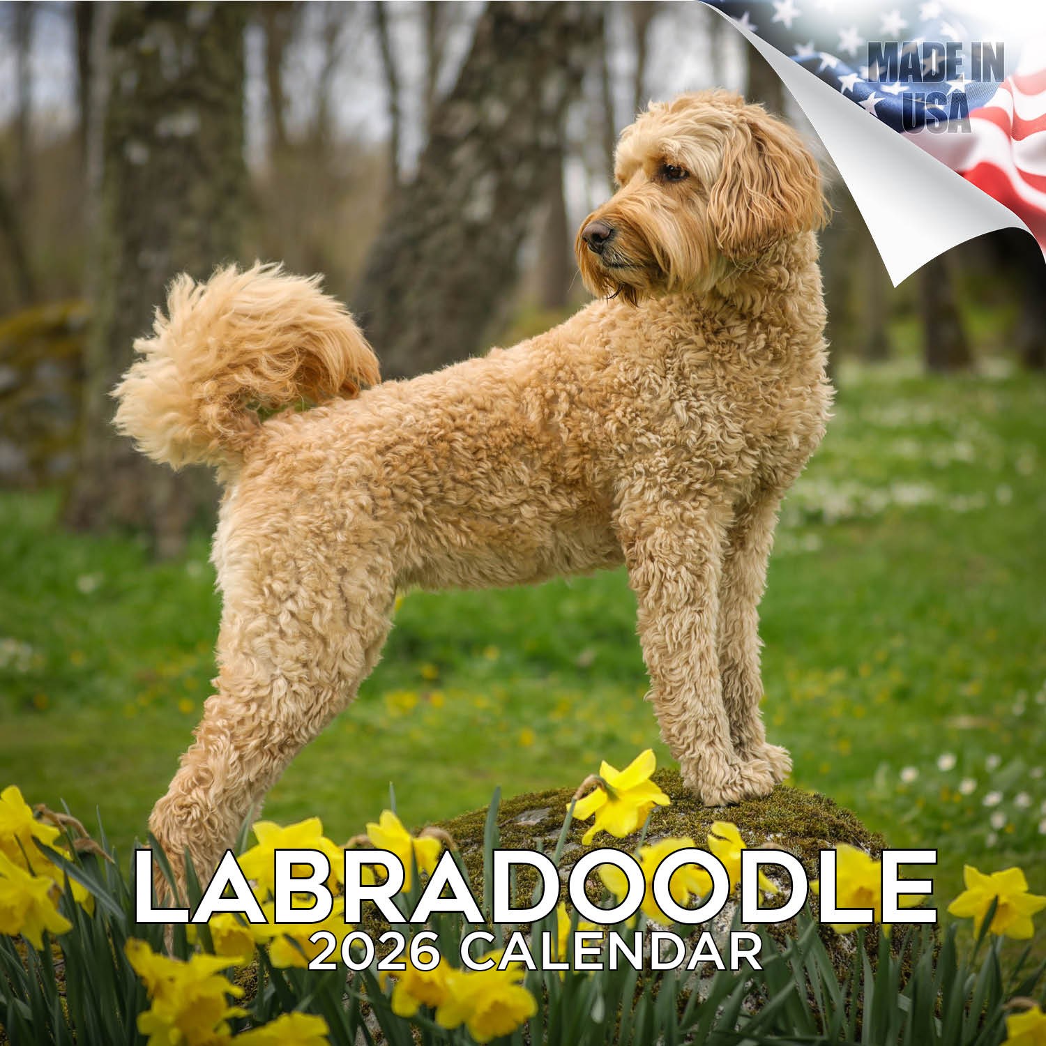 Labradoodle Wall Calendar 2026