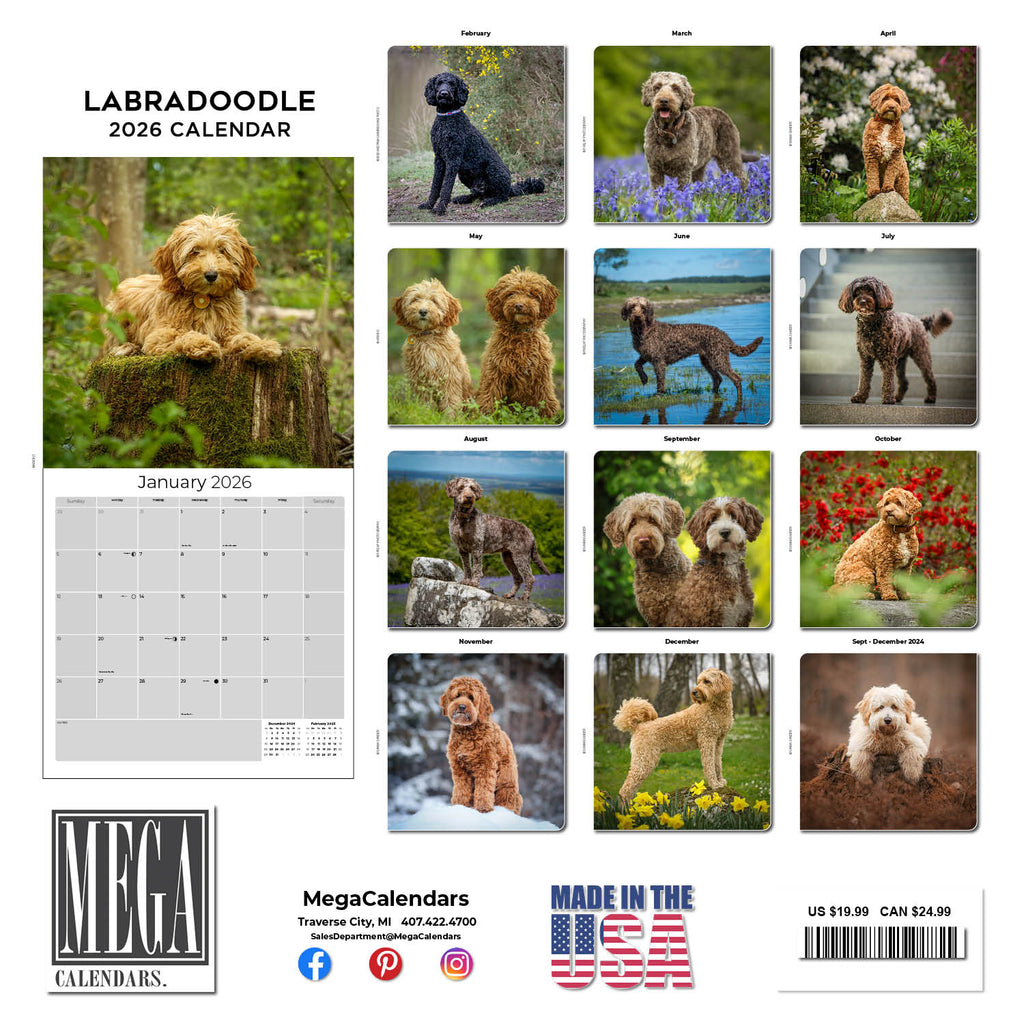 Labradoodle Wall Calendar 2026