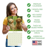 Labradoodle Wall Calendar 2026