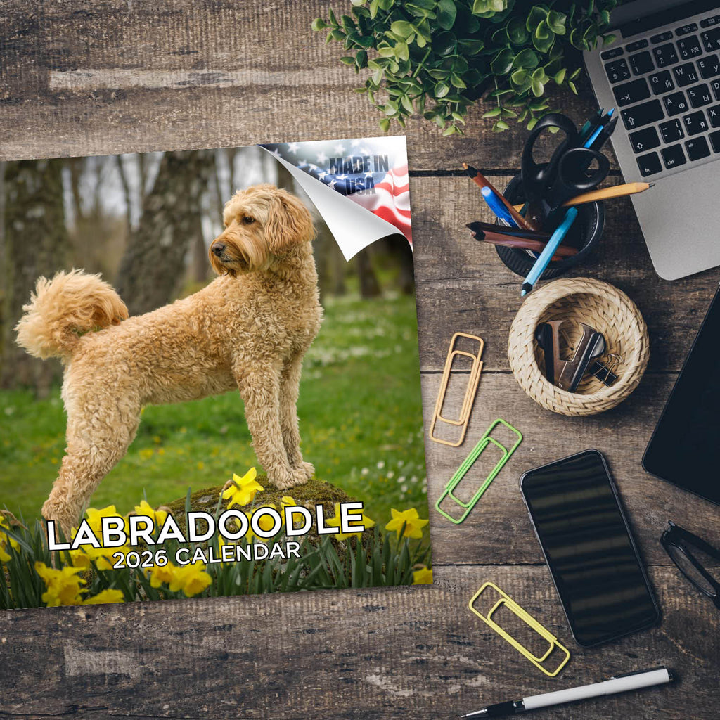 Labradoodle Wall Calendar 2026