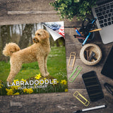 Labradoodle Wall Calendar 2026