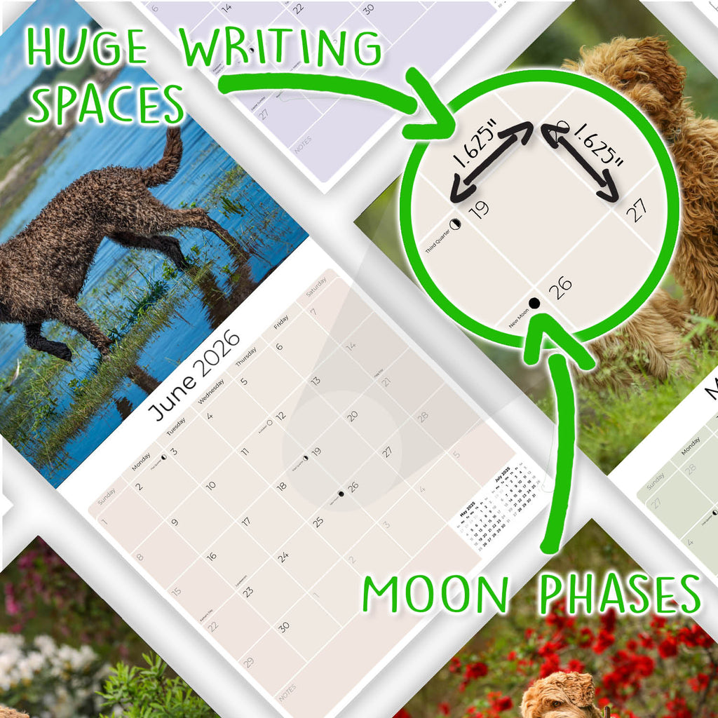 Labradoodle Wall Calendar 2026