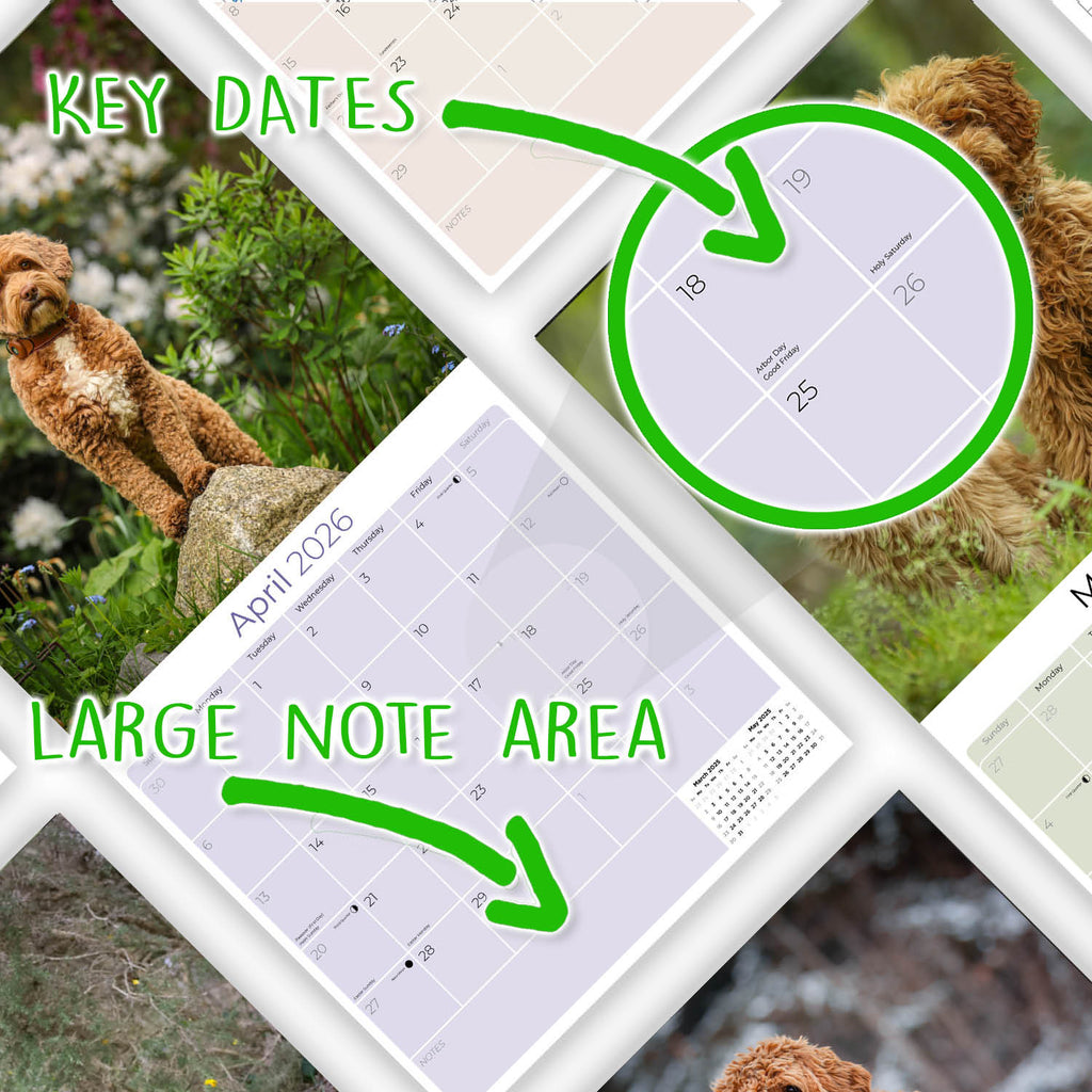 Labradoodle Wall Calendar 2026