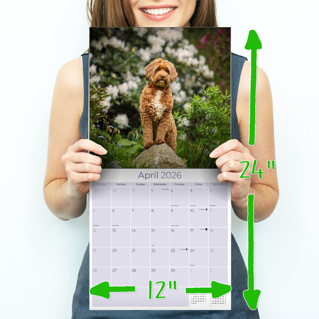 Labradoodle Wall Calendar 2026
