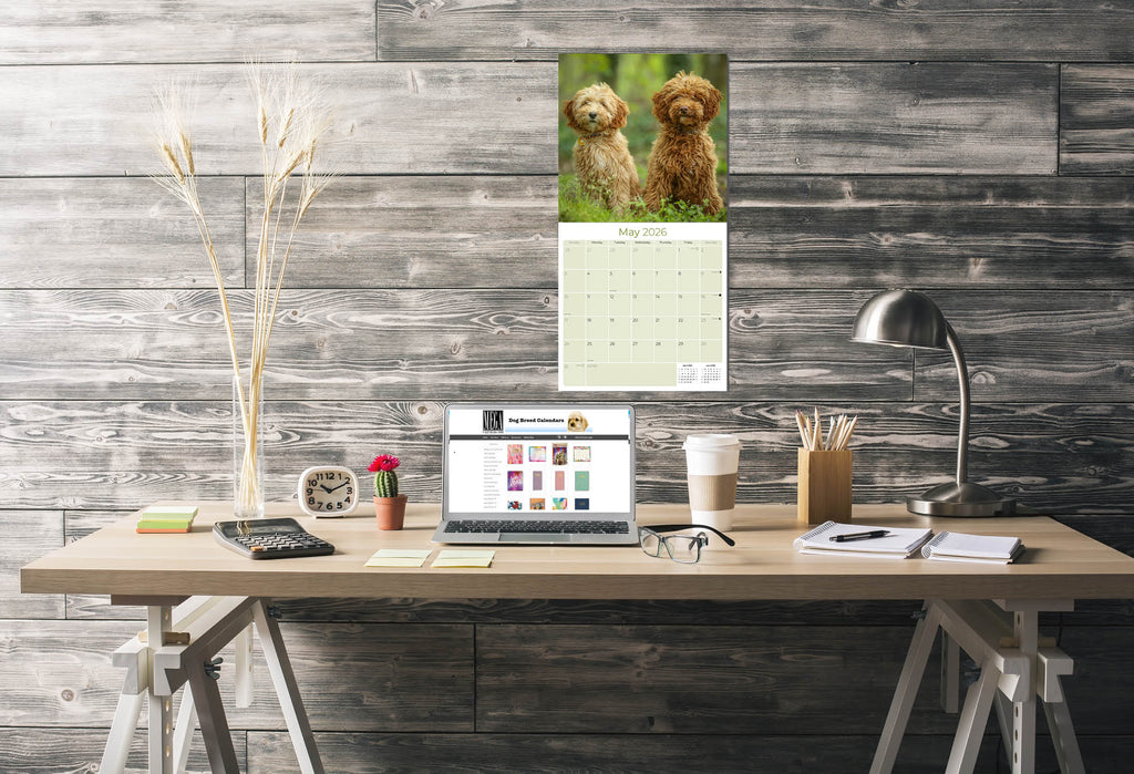 Labradoodle Wall Calendar 2026